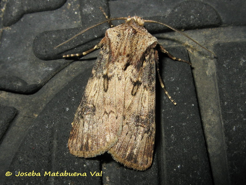 Agrotis da id - Agrotis puta, Noctuidae